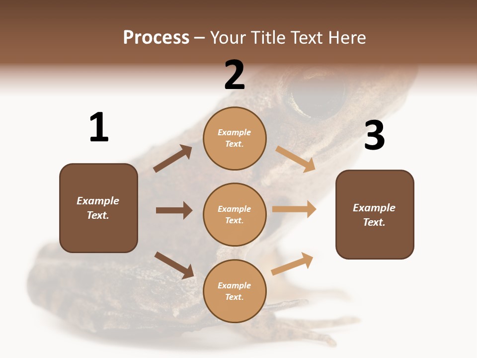 Rana Temporaria Wild Wild Animal PowerPoint Template