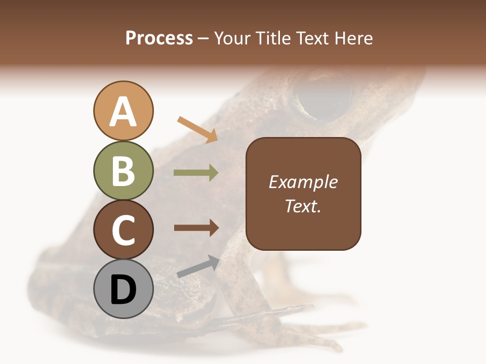 Rana Temporaria Wild Wild Animal PowerPoint Template