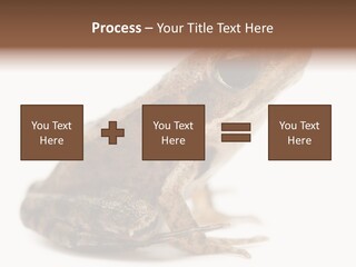Rana Temporaria Wild Wild Animal PowerPoint Template