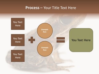 Rana Temporaria Wild Wild Animal PowerPoint Template