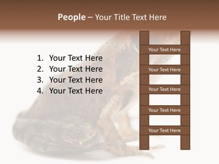 Rana Temporaria Wild Wild Animal PowerPoint Template