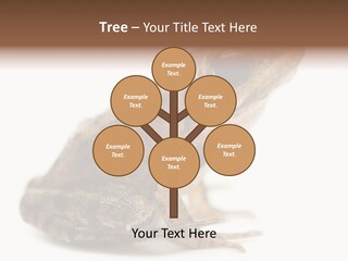 Rana Temporaria Wild Wild Animal PowerPoint Template