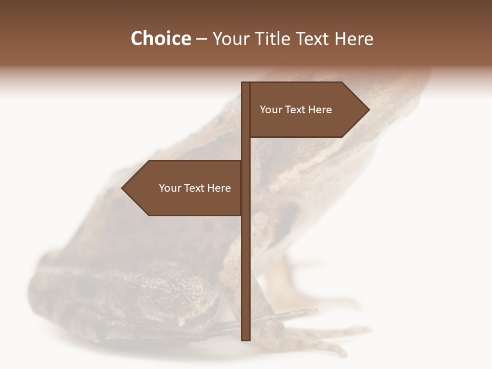 Rana Temporaria Wild Wild Animal PowerPoint Template