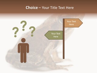 Rana Temporaria Wild Wild Animal PowerPoint Template