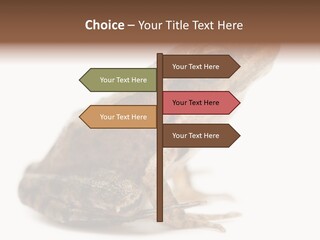 Rana Temporaria Wild Wild Animal PowerPoint Template
