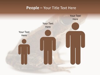 Rana Temporaria Wild Wild Animal PowerPoint Template