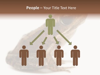 Rana Temporaria Wild Wild Animal PowerPoint Template