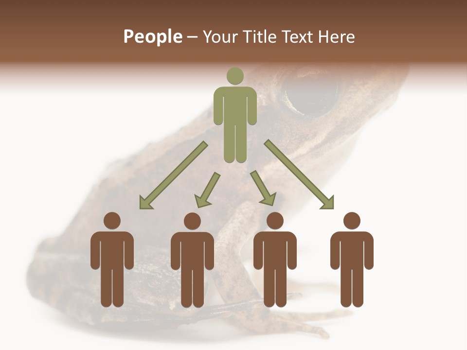 Rana Temporaria Wild Wild Animal PowerPoint Template