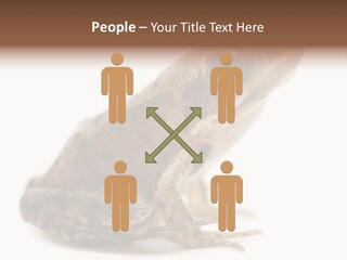 Rana Temporaria Wild Wild Animal PowerPoint Template