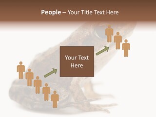 Rana Temporaria Wild Wild Animal PowerPoint Template
