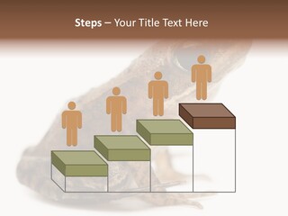 Rana Temporaria Wild Wild Animal PowerPoint Template