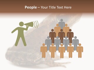 Rana Temporaria Wild Wild Animal PowerPoint Template