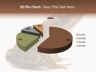 Rana Temporaria Wild Wild Animal PowerPoint Template