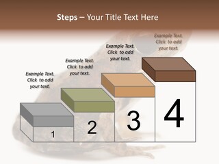 Rana Temporaria Wild Wild Animal PowerPoint Template