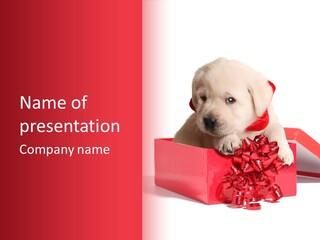 Labrador Dog Little PowerPoint Template