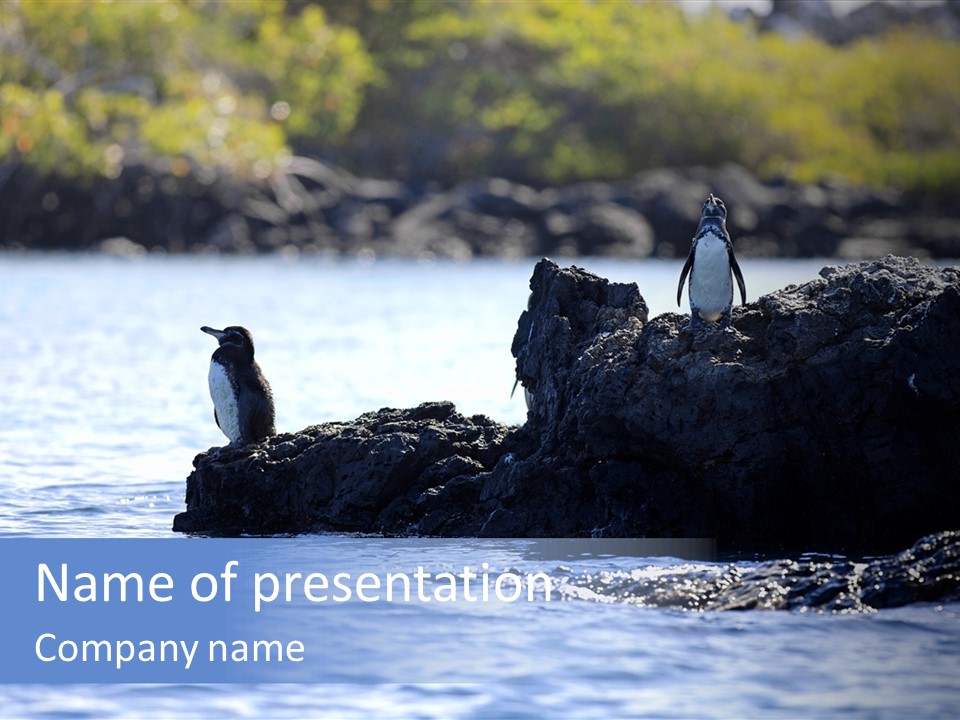 Curiosity Indigenous Bird PowerPoint Template