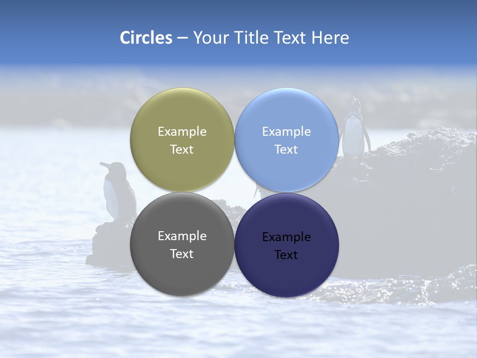 Curiosity Indigenous Bird PowerPoint Template