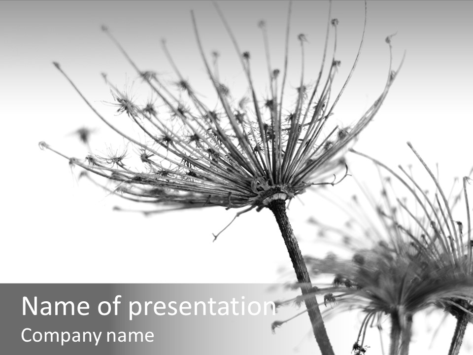 Black And White Light Flower PowerPoint Template