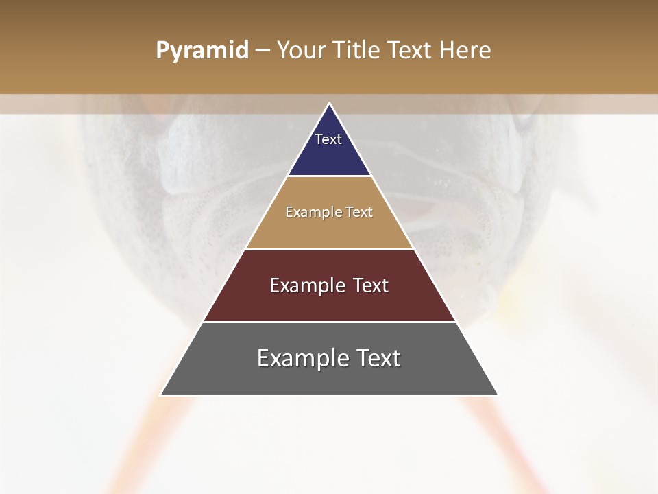 Saltwater Salt Coral PowerPoint Template