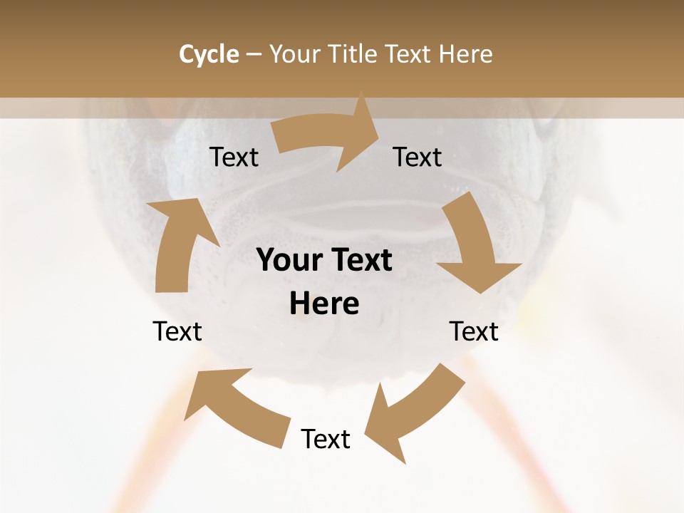 Saltwater Salt Coral PowerPoint Template