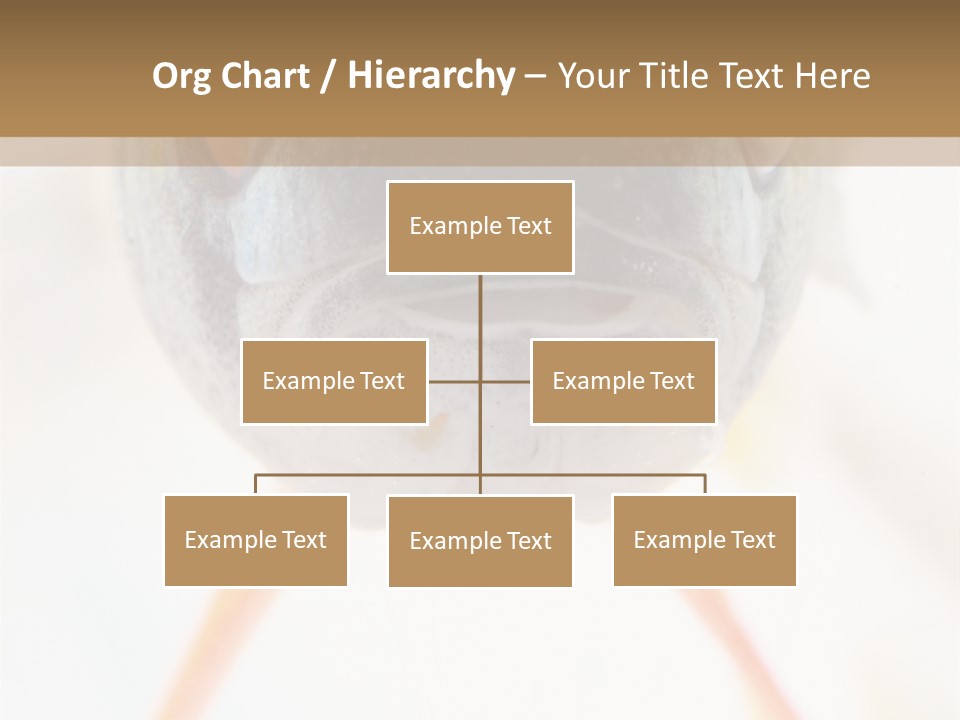 Saltwater Salt Coral PowerPoint Template