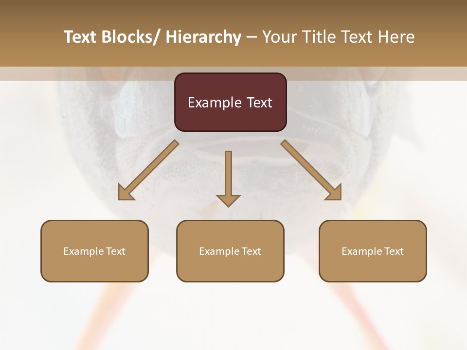 Saltwater Salt Coral PowerPoint Template