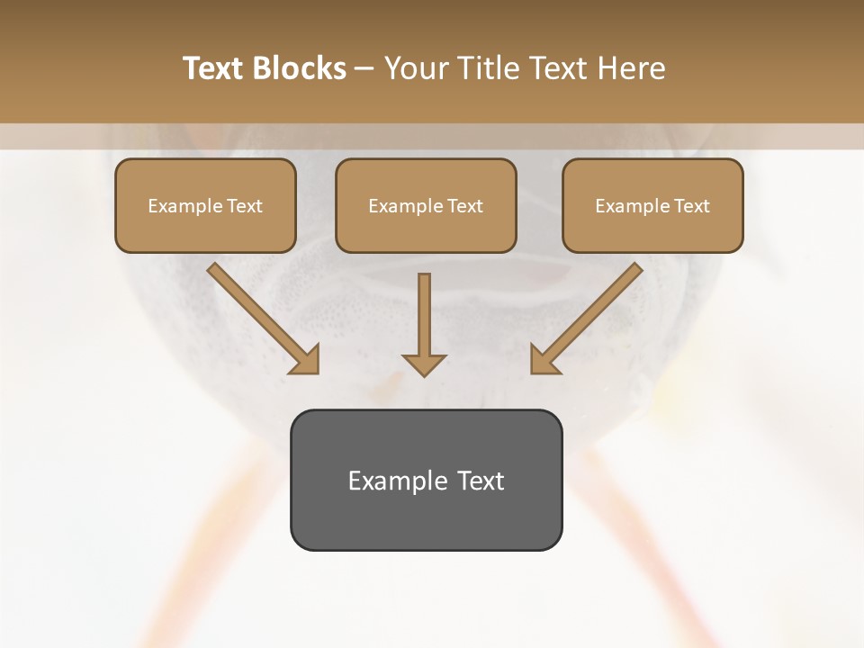 Saltwater Salt Coral PowerPoint Template