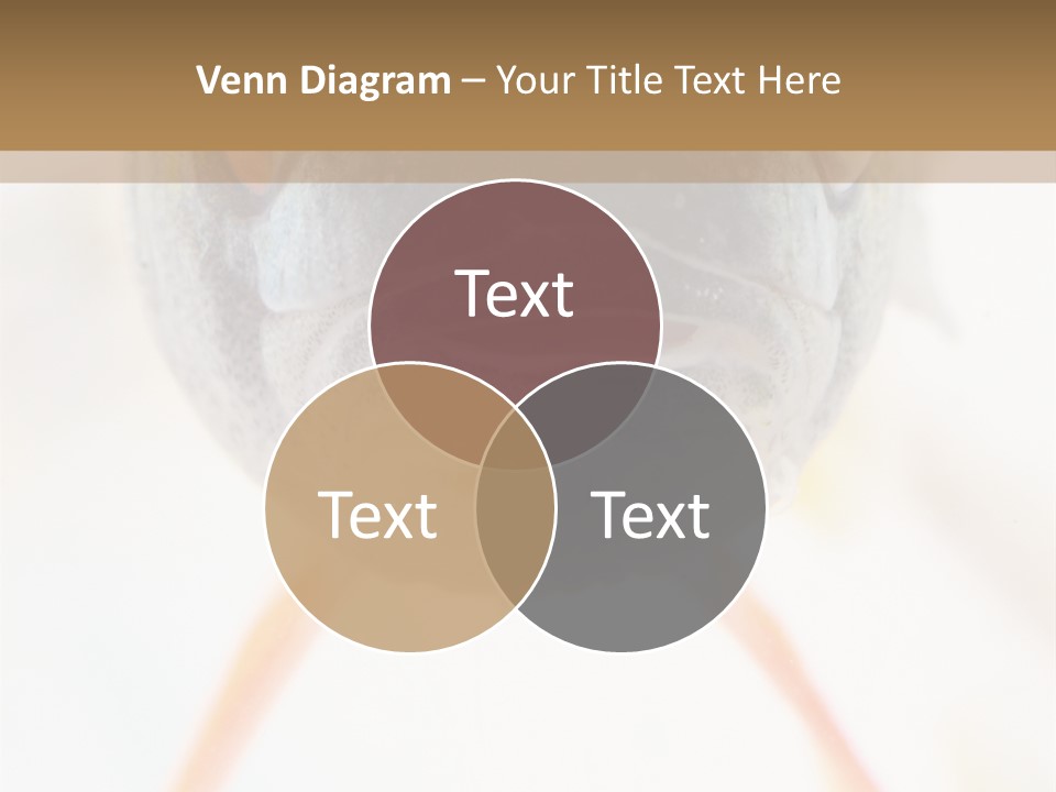 Saltwater Salt Coral PowerPoint Template