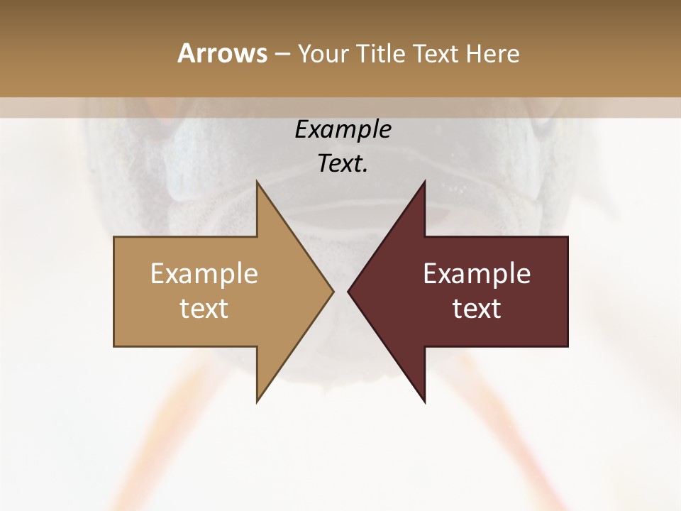 Saltwater Salt Coral PowerPoint Template