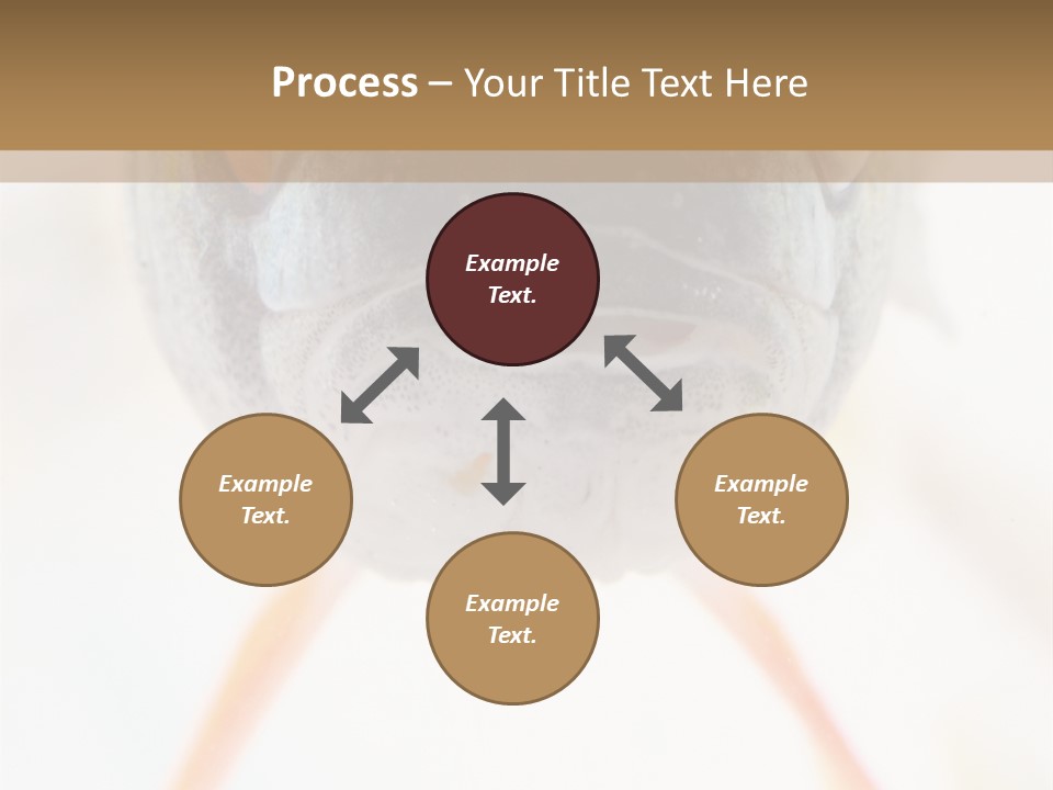 Saltwater Salt Coral PowerPoint Template