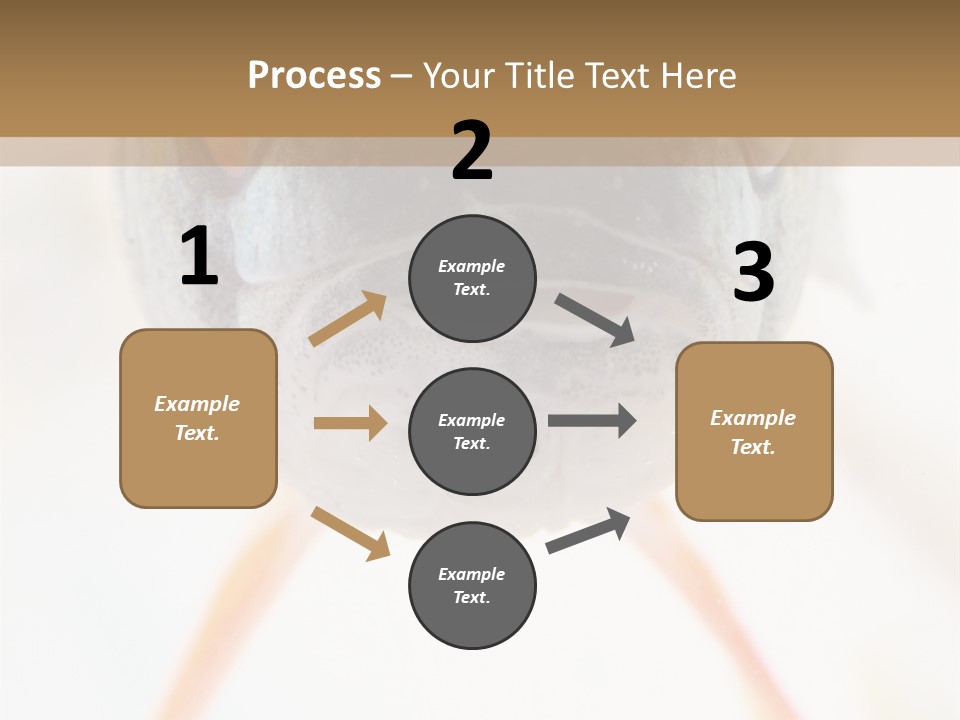 Saltwater Salt Coral PowerPoint Template