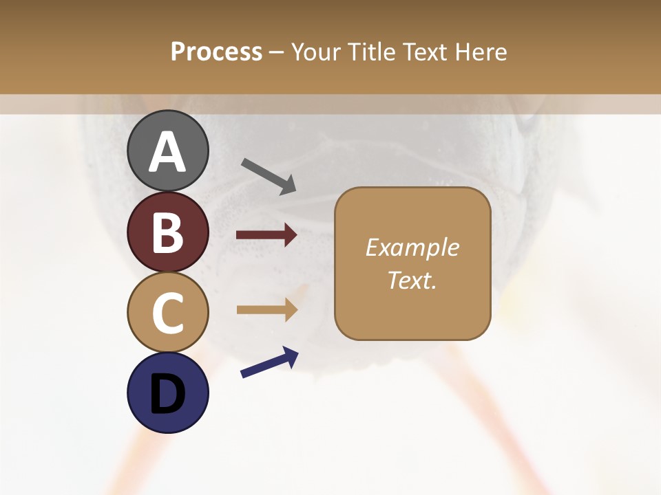 Saltwater Salt Coral PowerPoint Template