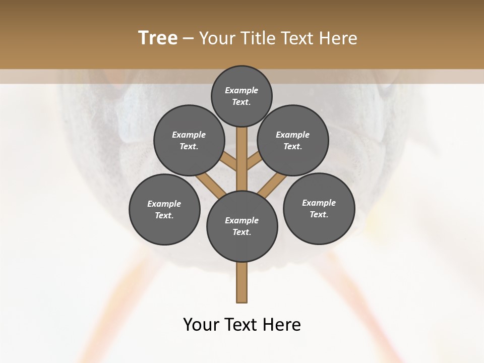 Saltwater Salt Coral PowerPoint Template