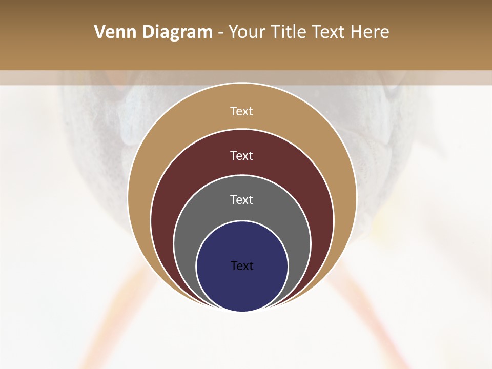 Saltwater Salt Coral PowerPoint Template