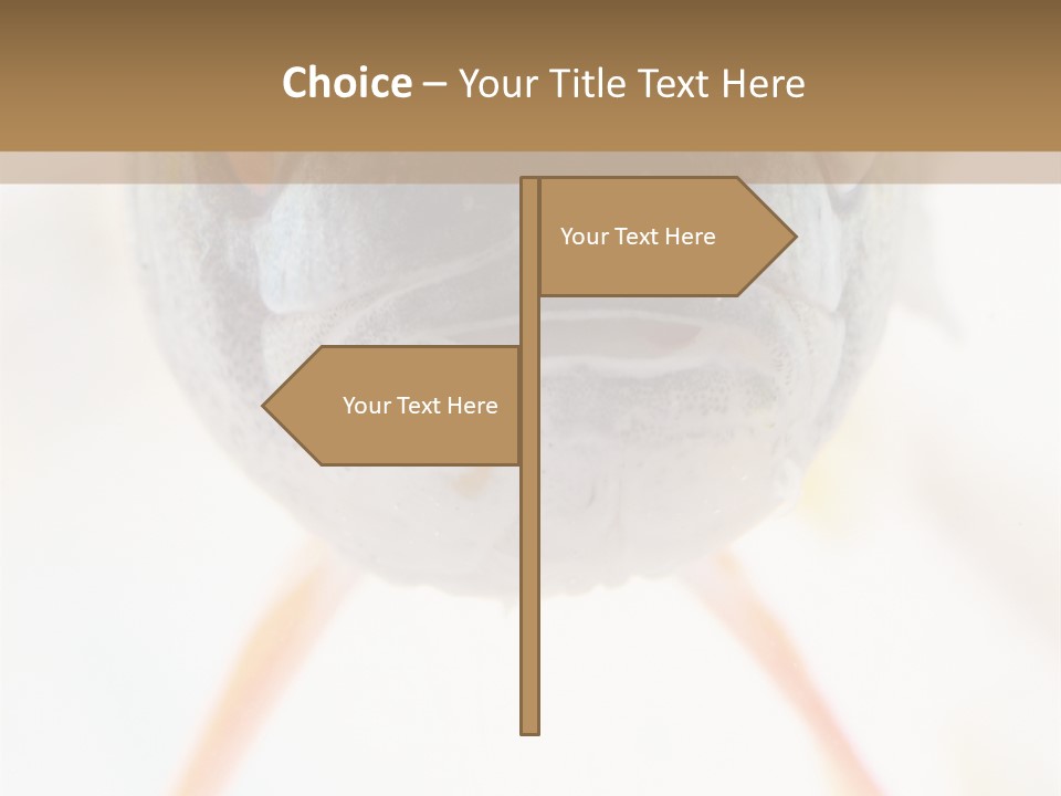 Saltwater Salt Coral PowerPoint Template