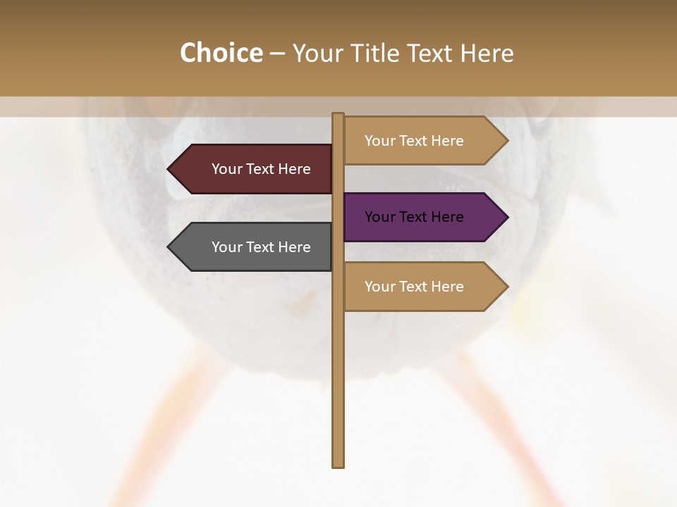 Saltwater Salt Coral PowerPoint Template