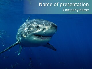 Shark Man Eater Menacing PowerPoint Template