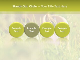 Brunette Young Fresh PowerPoint Template