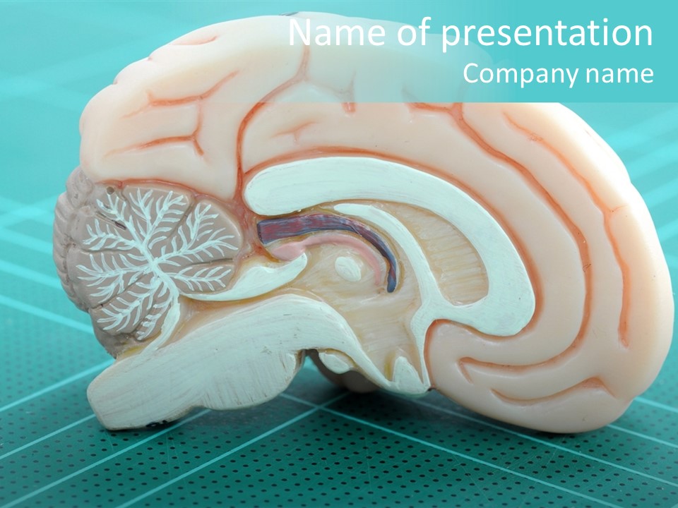 Model Organ Nervous PowerPoint Template