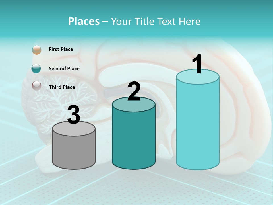 Model Organ Nervous PowerPoint Template