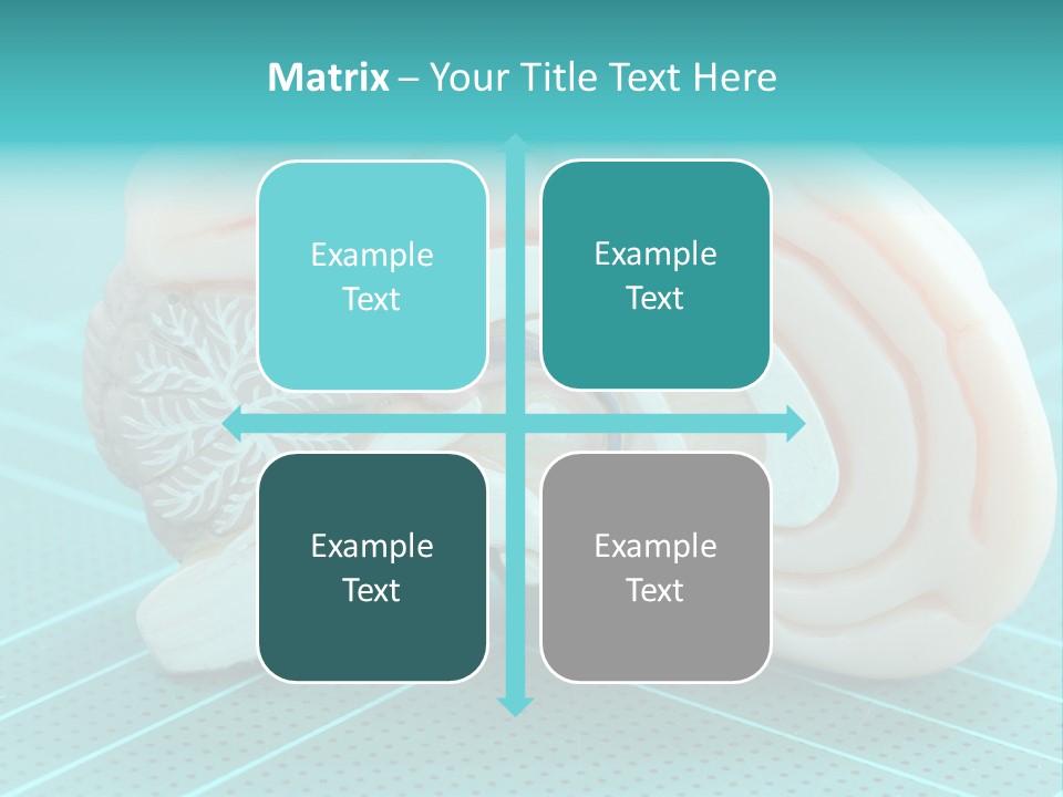 Model Organ Nervous PowerPoint Template