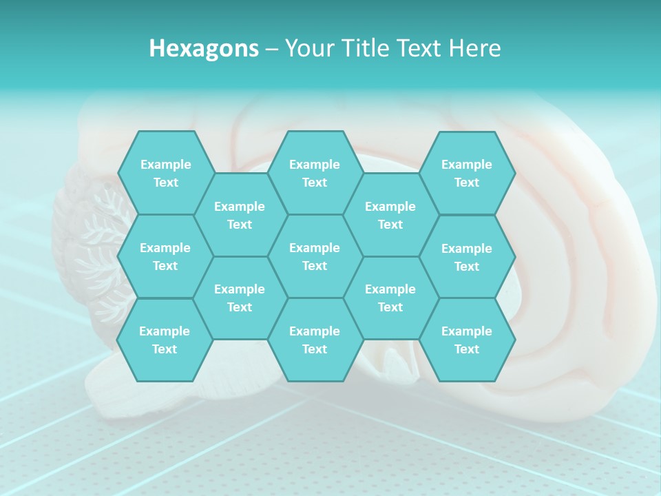 Model Organ Nervous PowerPoint Template