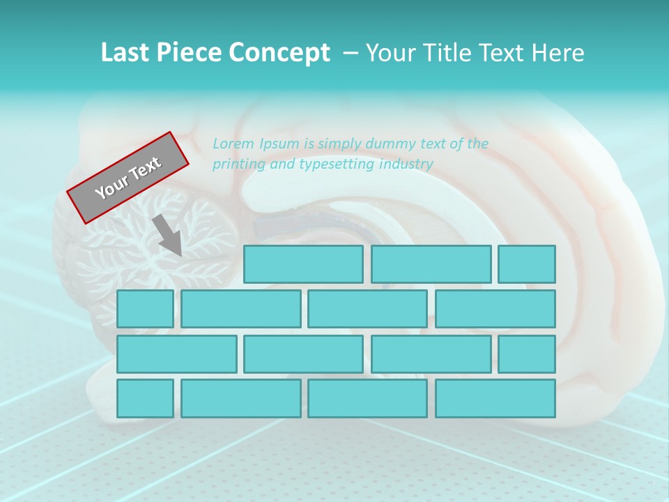 Model Organ Nervous PowerPoint Template