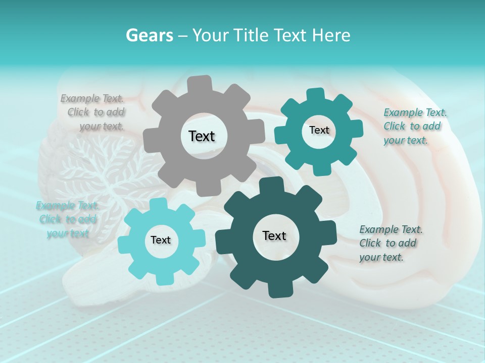 Model Organ Nervous PowerPoint Template