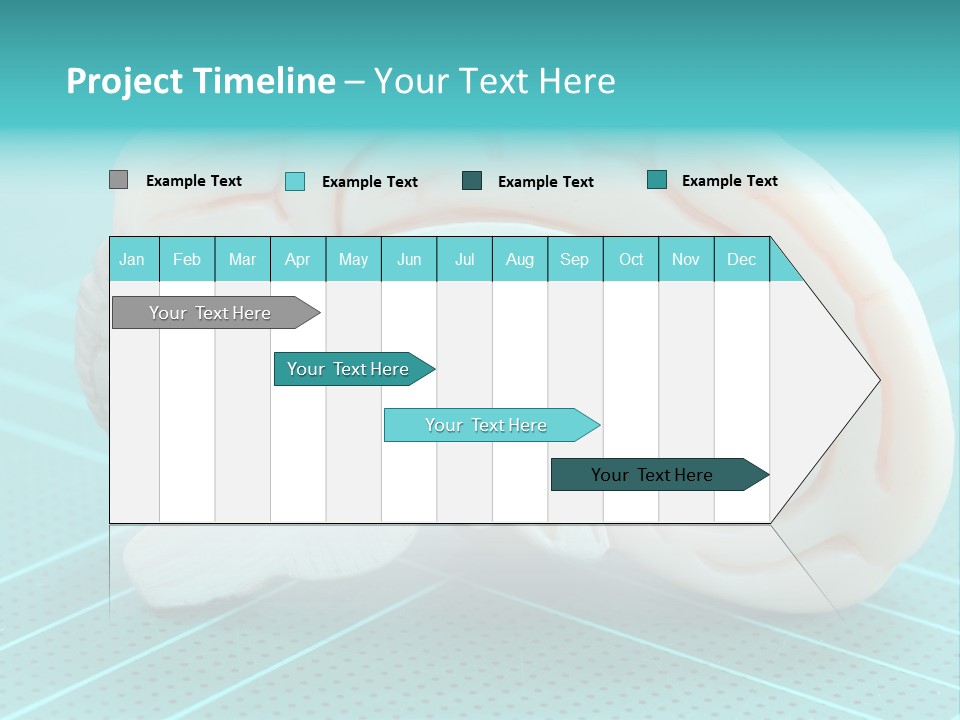Model Organ Nervous PowerPoint Template