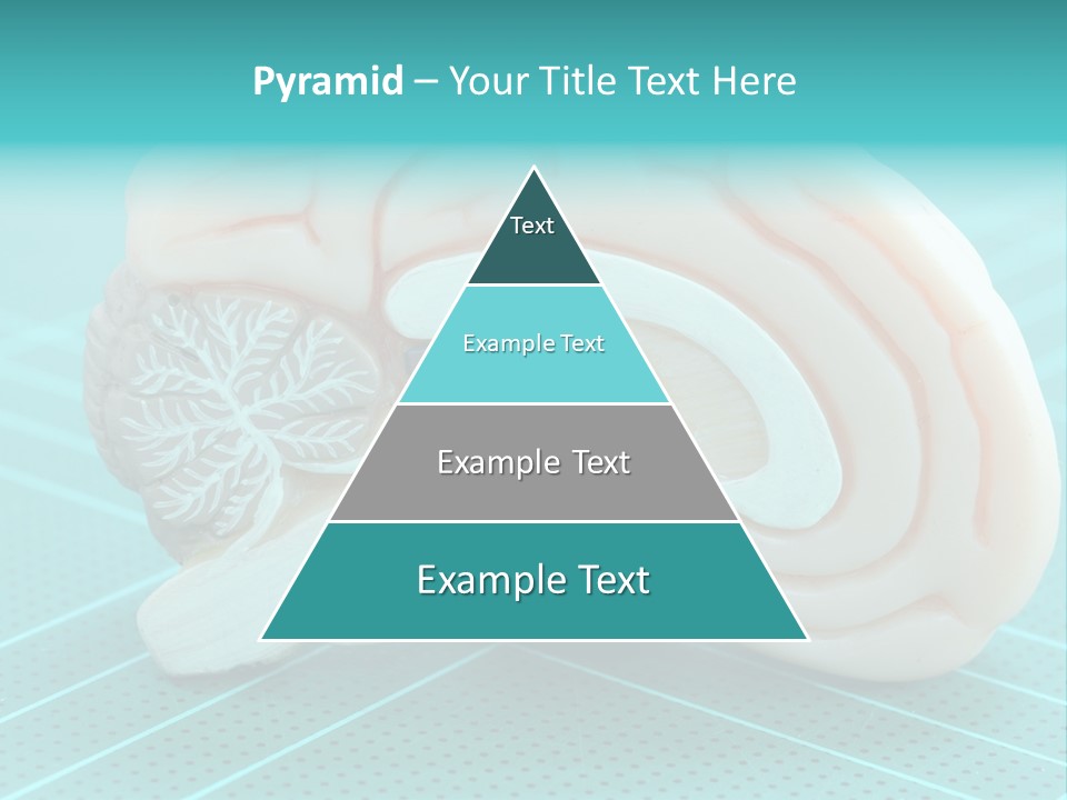 Model Organ Nervous PowerPoint Template