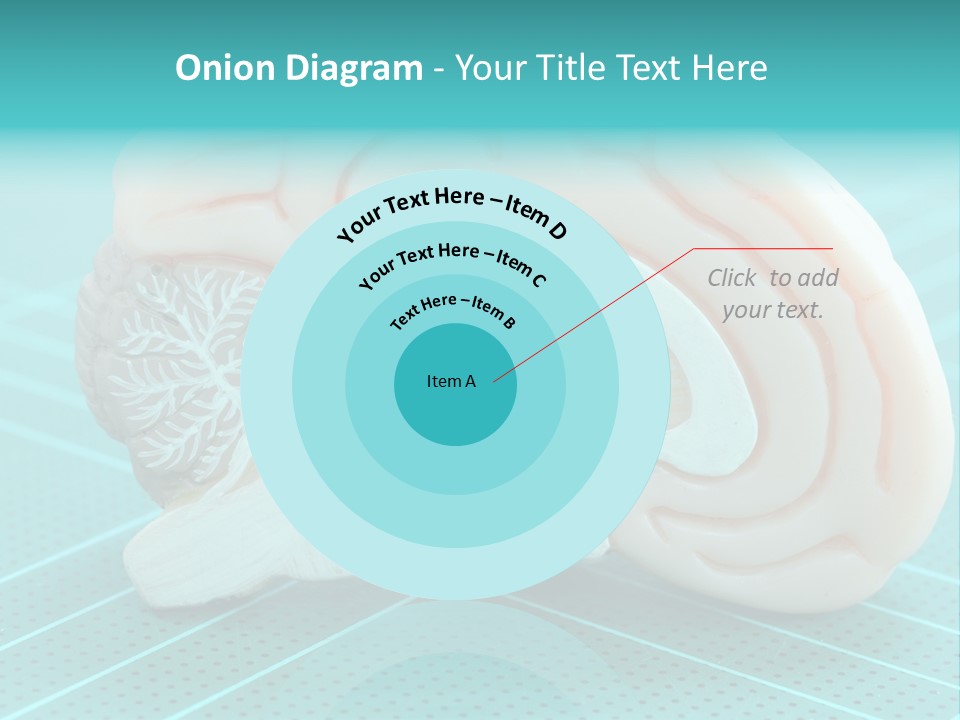 Model Organ Nervous PowerPoint Template