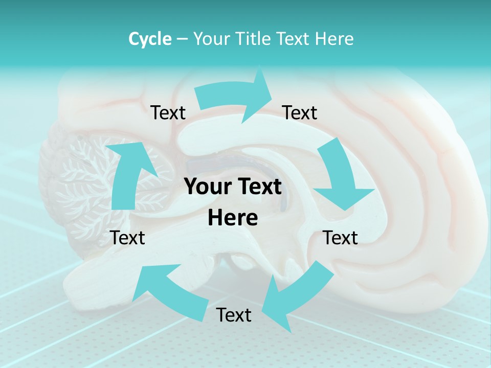 Model Organ Nervous PowerPoint Template