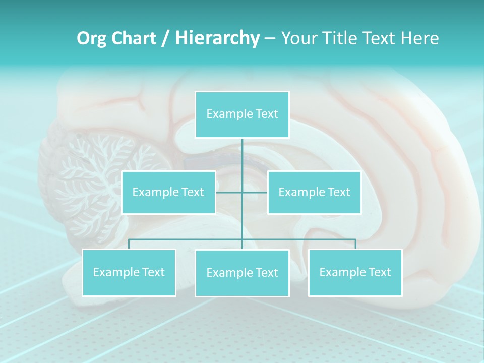 Model Organ Nervous PowerPoint Template