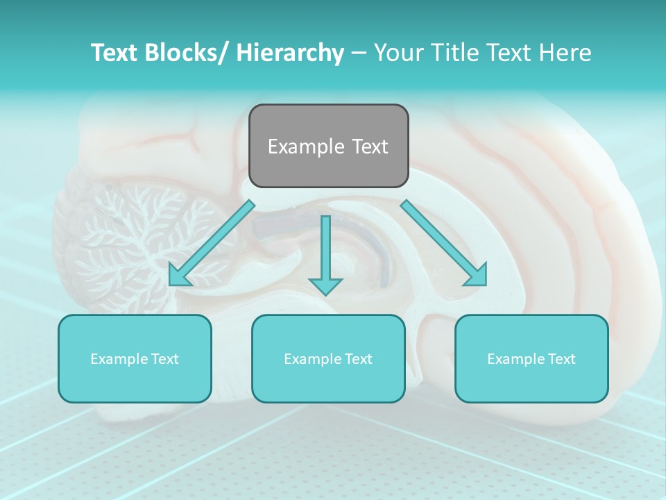 Model Organ Nervous PowerPoint Template